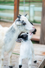 Fototapeta premium A sweet moment showing a cute baby goat nuzzling its mother in a rural farm environment, emphasizing agriculture, nature, animal care, and the strong bond of an animal family. Vertical Shot