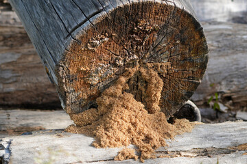 cut tree log showing wood dust from a bark beetle (ips typographus) infestation © Flowal93