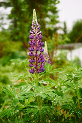 Łubin trwały, Lupinus polyphyllus L. © Marcin Łazarczyk