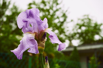 Kosaciec, irys, Iris L. © Marcin Łazarczyk