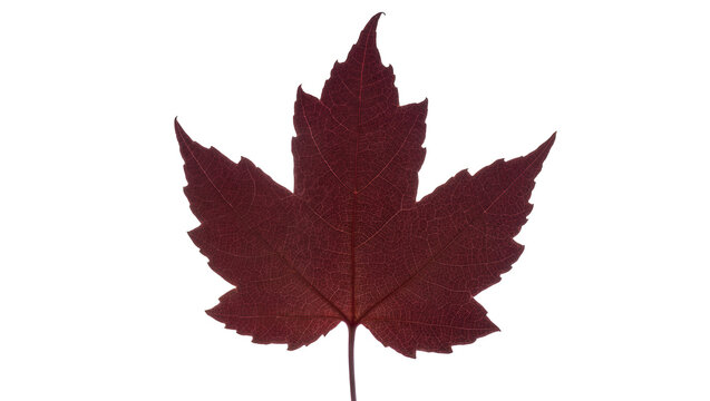 Dark red maple leaf with visible veins