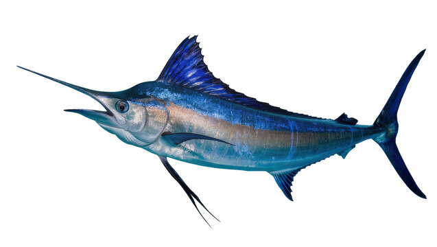 Blue Marlin Fish with Spear-like Bill and Dorsal Fin