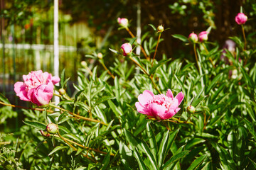 Piwonia, Paeonia L. © Marcin Łazarczyk
