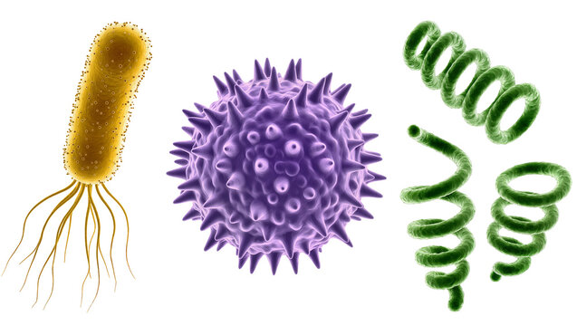 Bacterium virus, and spirochetes microscopic organisms