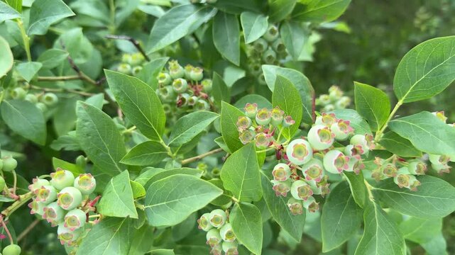 Close-up video of green unripe blueberries growing on a blueberry bush in a home garden. Young berries gently moving in the wind as they mature during the growing season. A gardener inspects healthy b