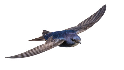 Blue bird with spread wings in flight © Johanna