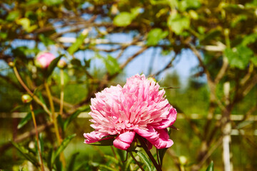 Piwonia, Paeonia L. © Marcin Łazarczyk