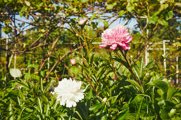 Piwonia, Paeonia L. © Marcin Łazarczyk