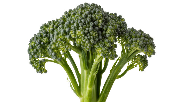 Fresh green broccoli florets and thick stem