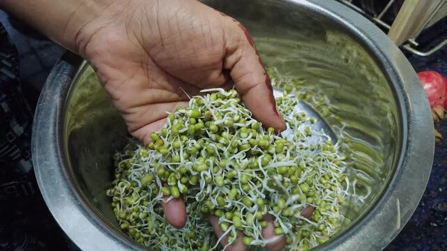 Closeup view of fresh mung bean sprouts showing white shoots and green beans