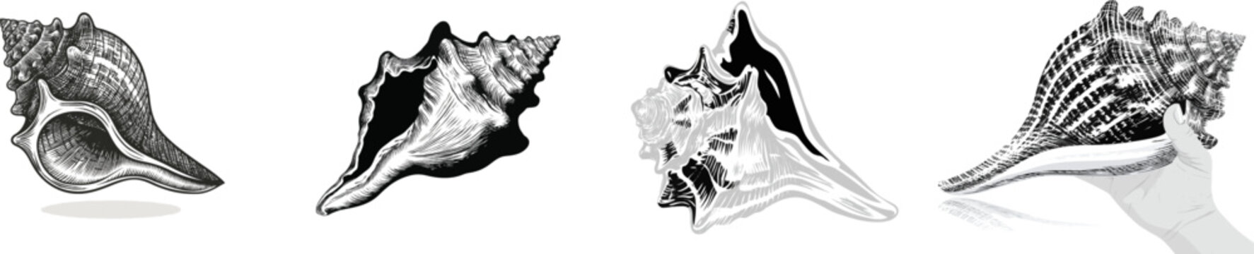 A meticulously detailed black-and-white monochrome illustration of a marine conch shell showcases its intricate spiraling tip opening profile structure in an antique textbook lithograph style,