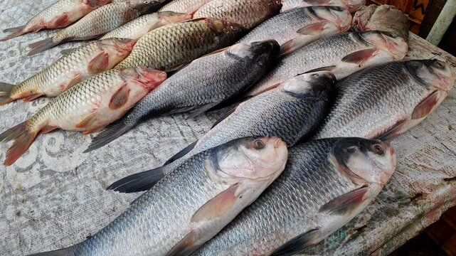 Closeup view of freshwater carp fishes displayed in market showing scales and texture
