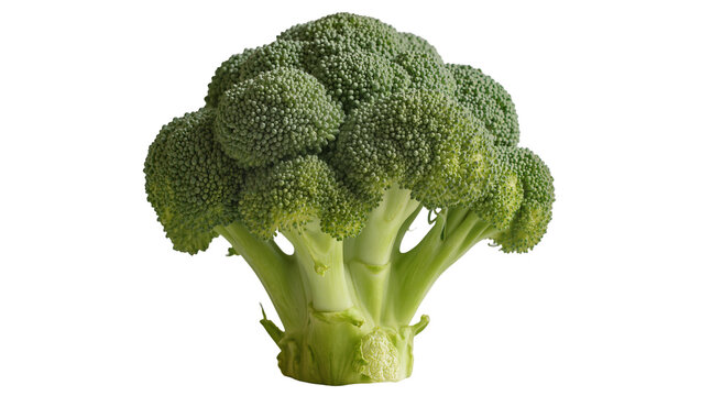 Fresh green broccoli head with thick stem