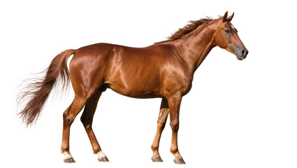 Obraz premium Brown horse standing profile view