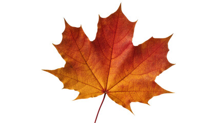 Fototapeta premium Autumn maple leaf with red and orange gradient