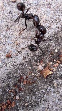 Dos hormigas grandes y negras luchando