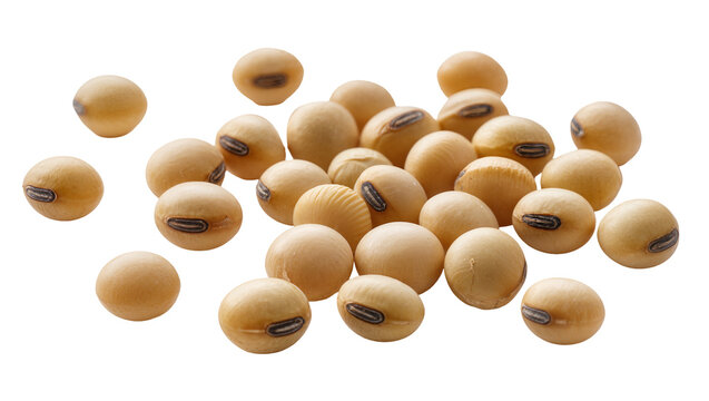 Heap of dried soybeans with visible hilum