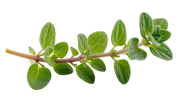 Fresh green oregano herb sprig with small oval leaves