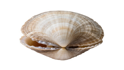 Open clam shell with textured exterior and pearlescent interior © Lisa