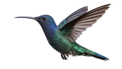 Obraz premium Blue and green hummingbird in flight with wings spread