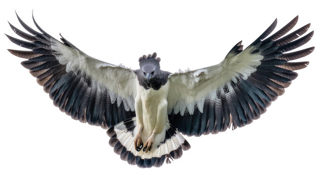 Harpy Eagle with wings spread wide, front view