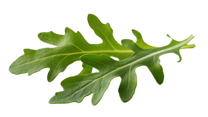Green arugula leaves with serrated edges © Johanna