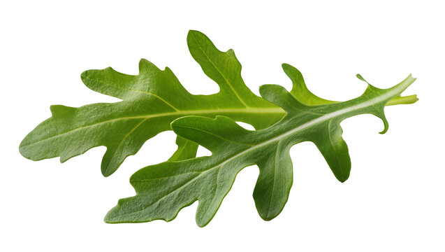 Green arugula leaves with serrated edges