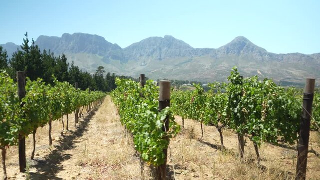 Vineyard rows stretching toward mountain landscape under clear blue sky