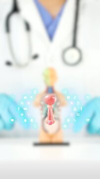 3D rotating male reproductive system. Bokeh background. Men's health awareness, urology, prostate cancer prevention, hyperplasia, and preventative care.