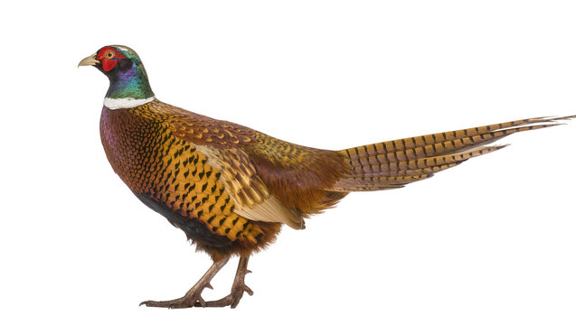 Ring-necked pheasant bird with colorful plumage and long tail feathers