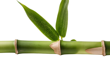 Green bamboo stalk with two leaves © Hannah
