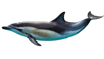 Dolphin swimming with blue water splash © Luca