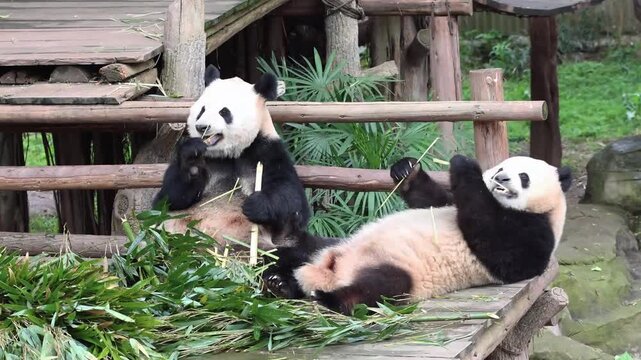Mother Panda, Hao Qi, Playing with her cub, San Mei, Chongqing, China