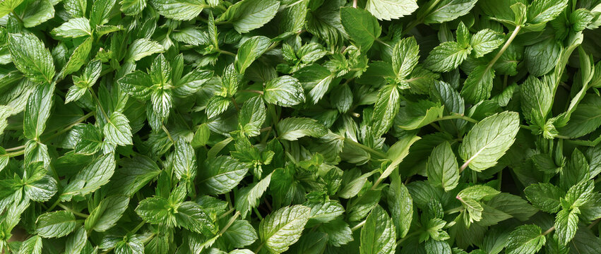 Dense texture of vibrant green mint leaves filling frame