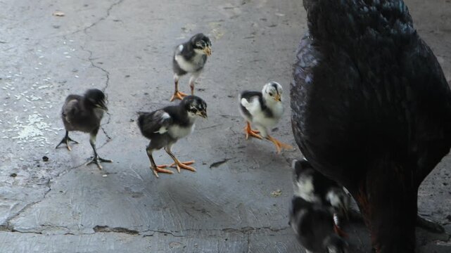 Young chicks exploring their surroundings in a backyard poultry area.