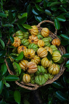 Brindleberry or fish tamarind in basket