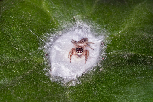 Jumping Spider Guarding Silk Retreat on Green Leaf