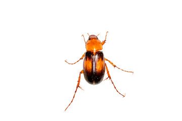 Fototapeta premium Orange and black scarab beetle isolated on transparent background PNG cutout