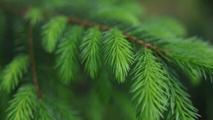 Spruce tree branches on blurred forest background. Beautiful coniferous close up in wild nature. Fresh evergreen design with copy space for commercial ecology or lifestyle use. © Mariia