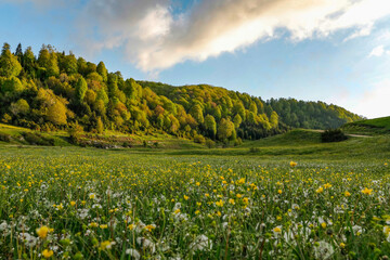 Fototapeta premium meadow with wildflowers