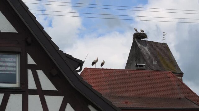 storks in nest and on a roof 4K   
