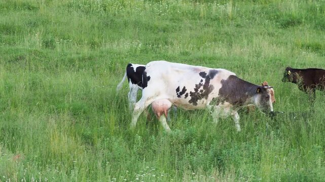 Cow and four calves grazing on a green summer meadow