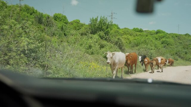 Cows walk across a rural road. POV from car passing them by. Green trees line the roadside. Vehicle's interior view from windshield. Israel northern Galilee region. Holy Land. Livestock crossing road