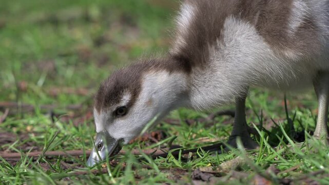 Egyptian Goose (Alopochen aegyptiaca) trying to swallow a seed, eventually spitting it out. May, Kent, UK [Slow motion x5]