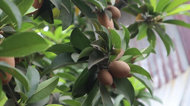 Sapodilla fruits growing on a tree branch in a tropical garden environment.