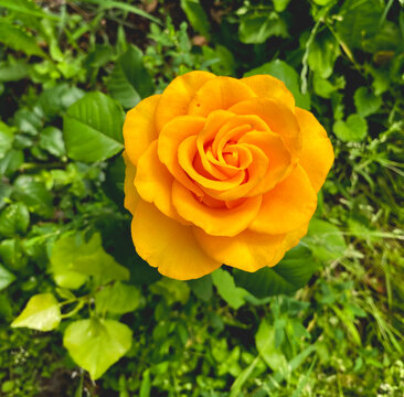 The image shows a hybrid tea rose, the Kerio variety, distinguished by its bright yellow color. This variety is characterized by a goblet-shaped bud and a mild fragrance.