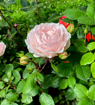 This soft pink rose is a Louise de Marillac variety. Its flowers have double petals up to 10-12 cm in diameter.