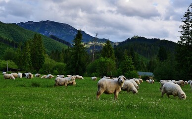Fototapeta premium Schafherde Nähe Zakopane, Polen in den Bergen