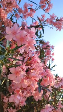 Close-up view of pink oleander flowers gently swaying in the wind and bathed in soft sunlight. Shot in vertical format