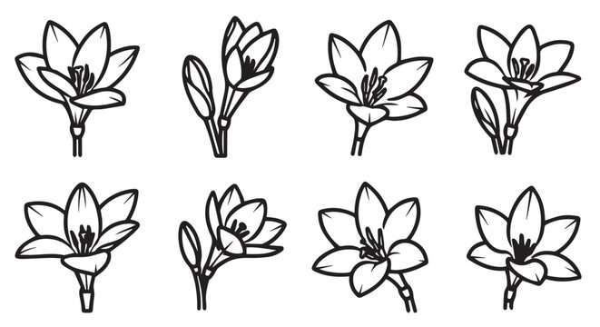 Freesia flower line drawings in different positions on a white background simple vector botanical illustrations for design